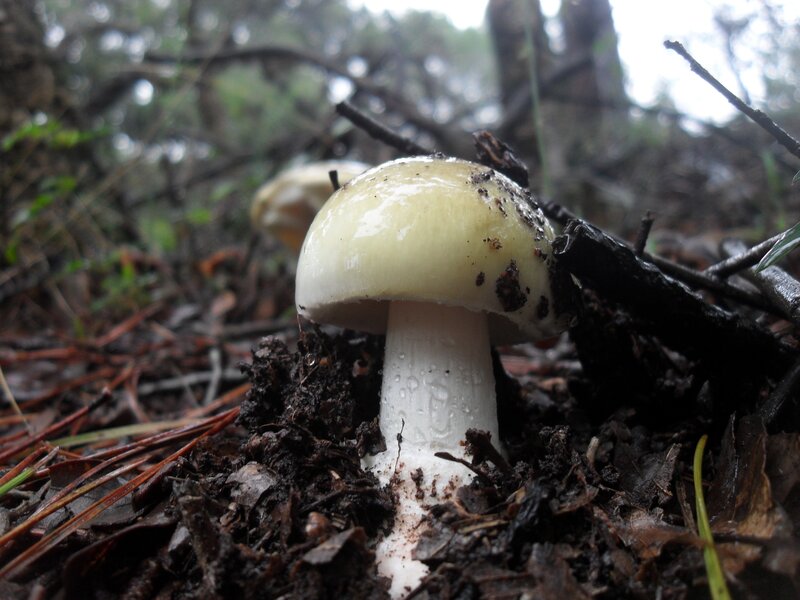 White mushroom in forest