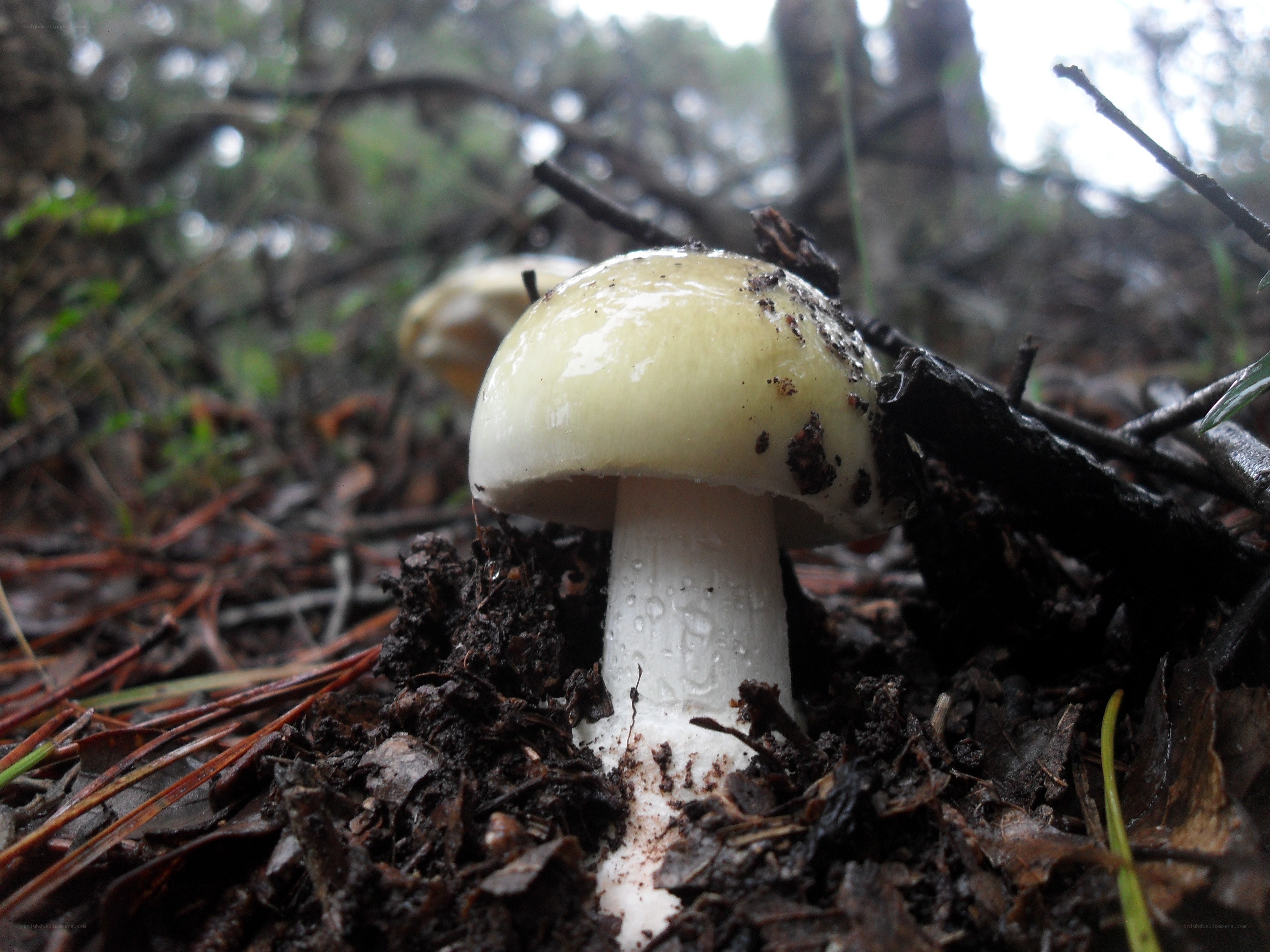 White mushroom in forest