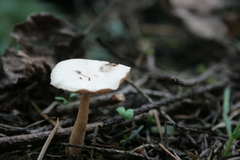 White Mushroom in Forest — Brown, Natural