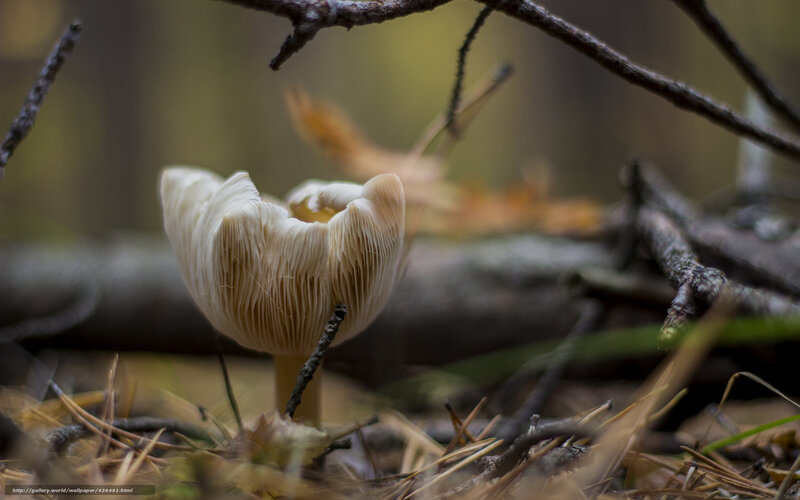 White Mushroom in Forest — Brown