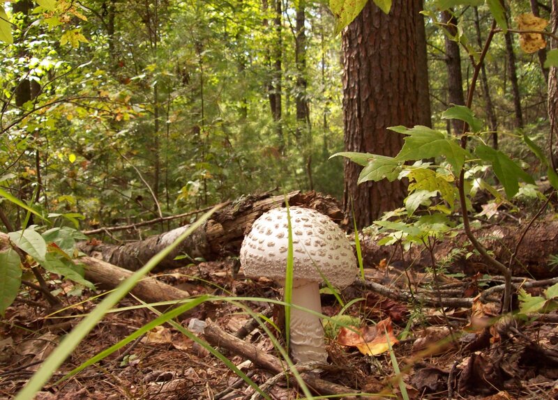 White Mushroom in Forest — Green, Natural