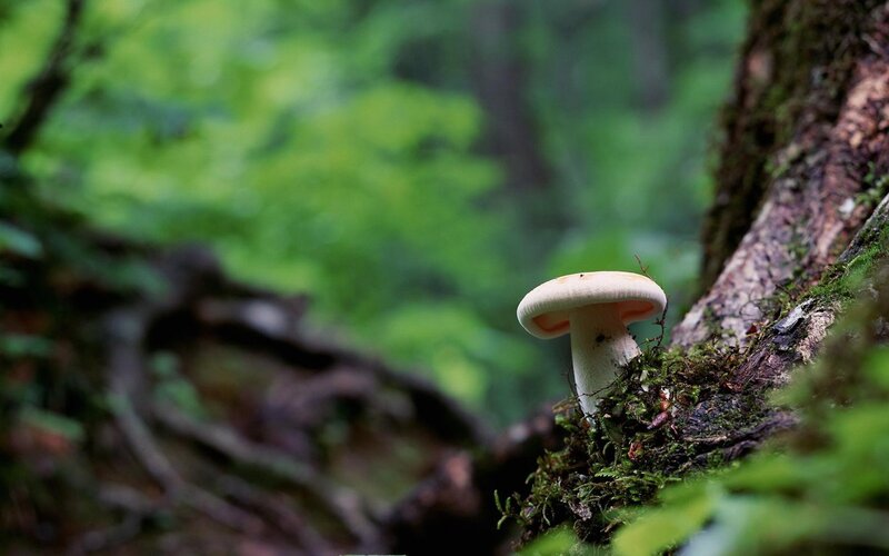 White Mushroom in Forest — Green, Serene, Afternoon