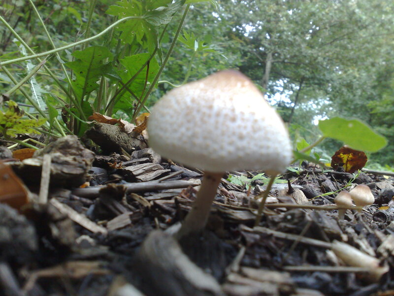 White Mushroom in Forest — Green