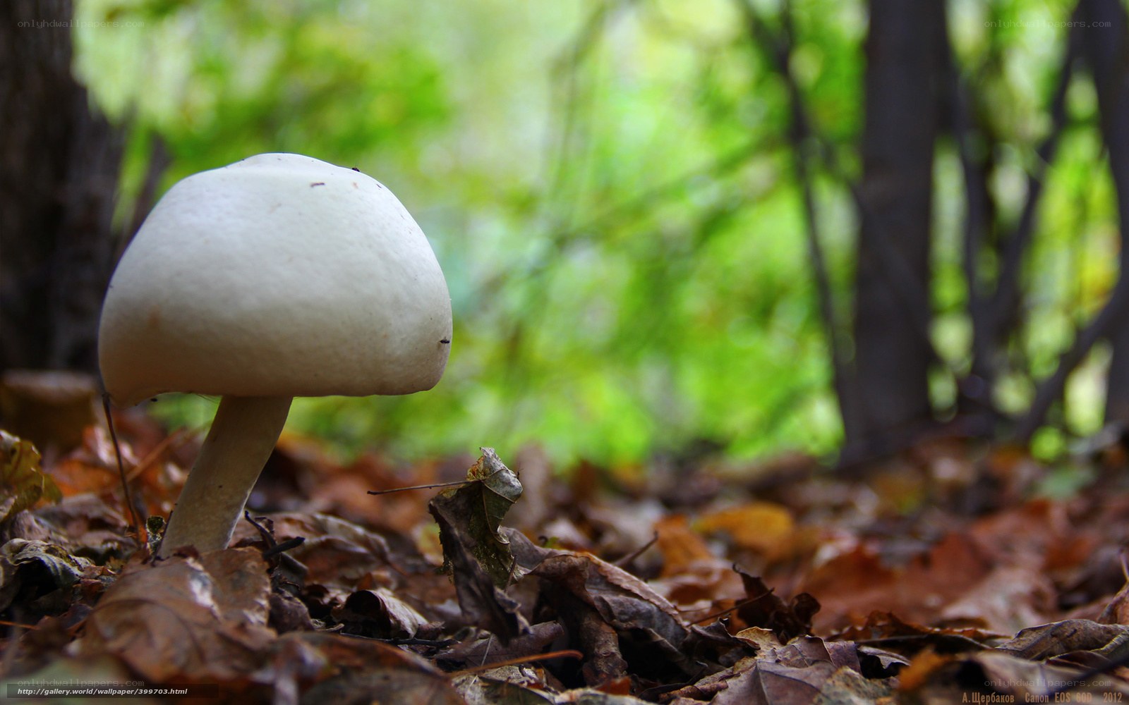 White mushroom in forest