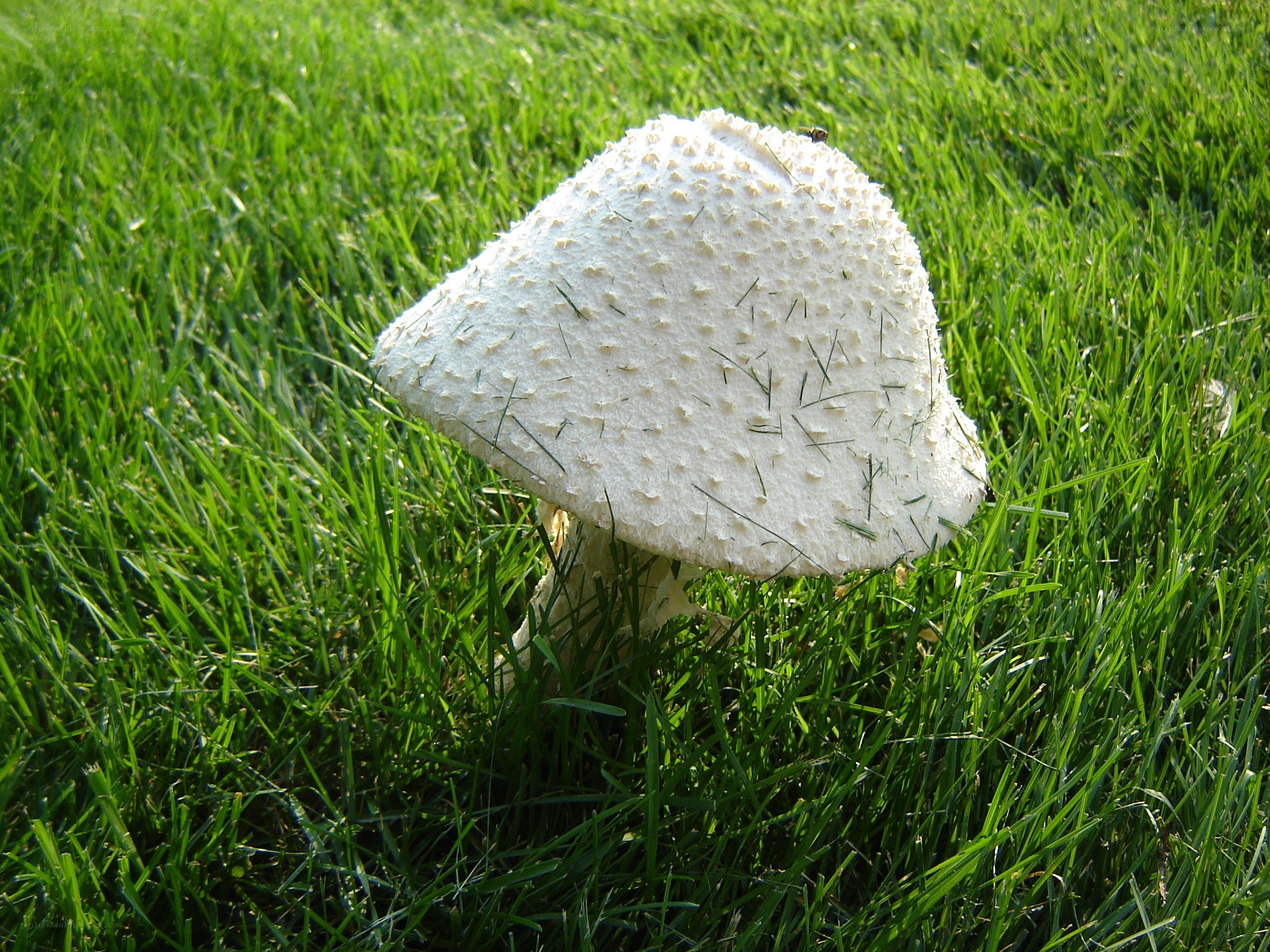 White mushroom in grass