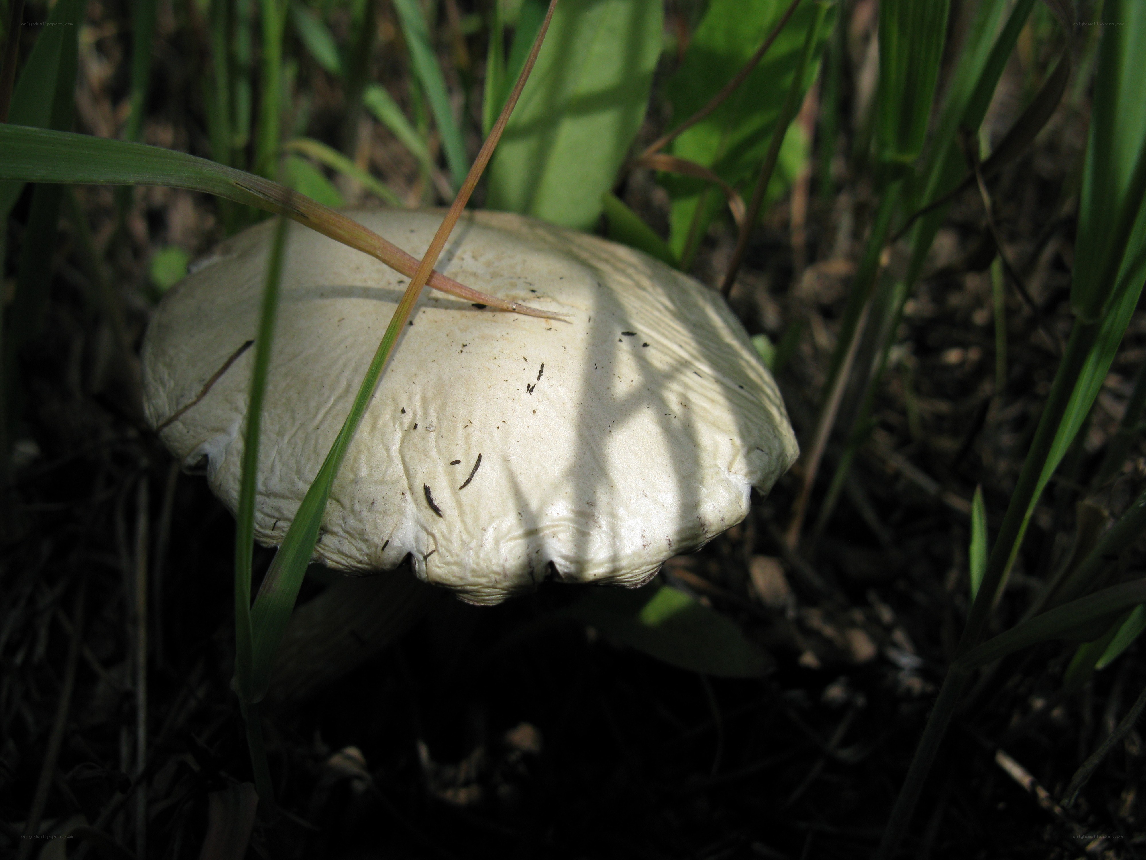 white mushroom in grass