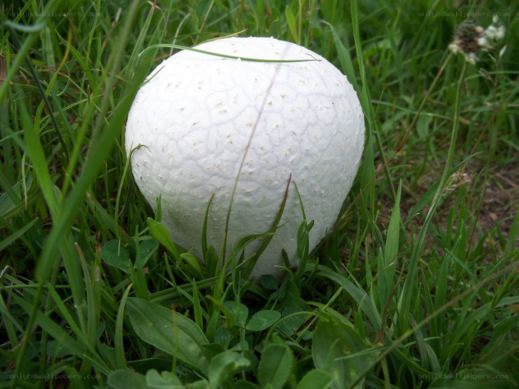 White mushroom in grass