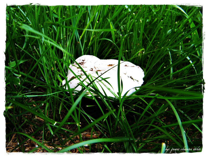 White mushroom in grass