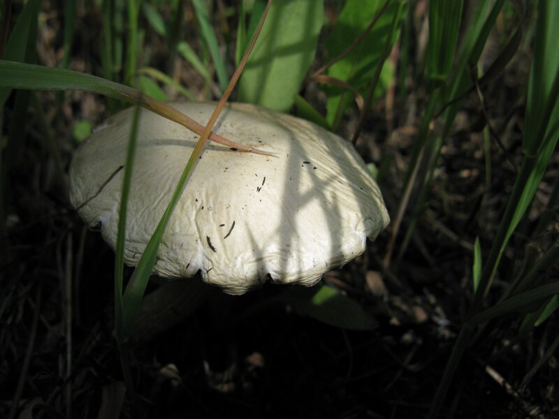 White Mushroom in Grass — Green, Natural, Afternoon, Photograph, Shadows