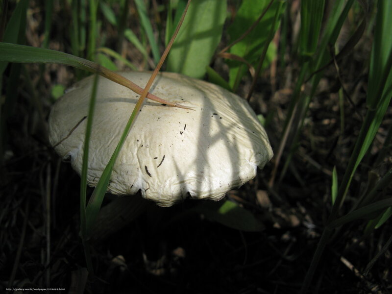 White Mushroom in Grass — Green, Natural, Afternoon, Photograph