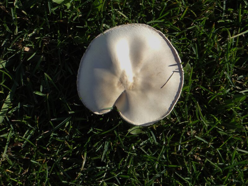 White Mushroom in Grass — Green, Natural, Afternoon