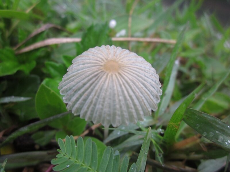 White Mushroom in Grass — Green, Natural