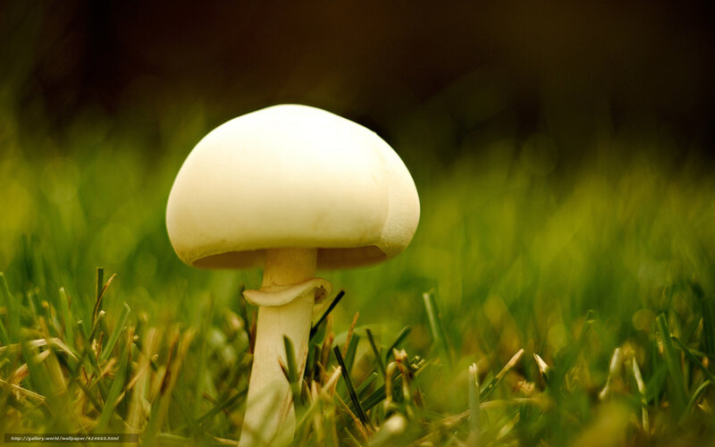 White Mushroom in Grass — Green, Serene, Photograph