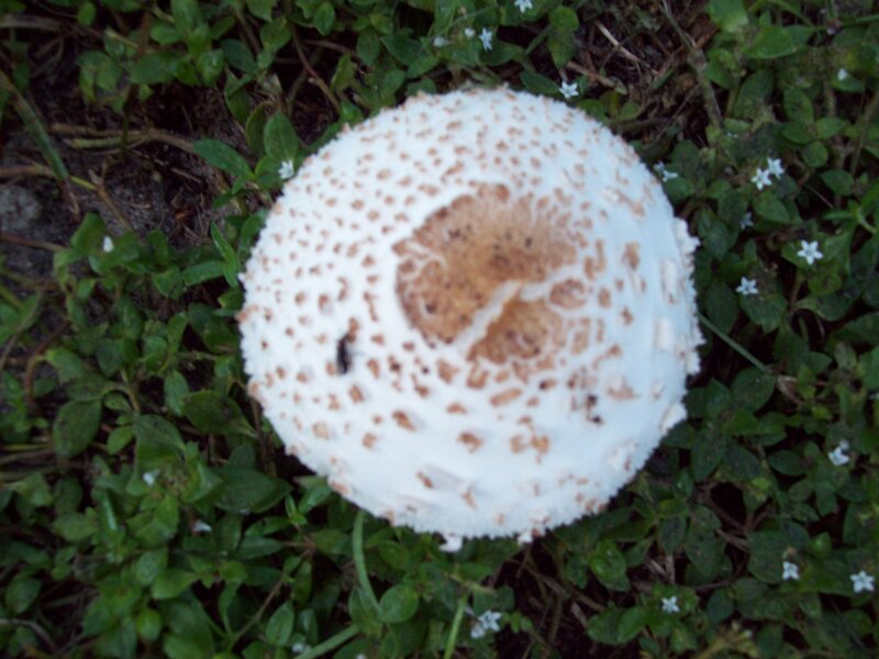 White Mushroom in Grass — Green