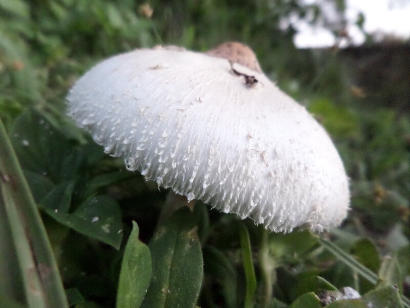 White Mushroom in Grass — Natural