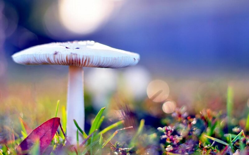 White Mushroom in Grass — Serene