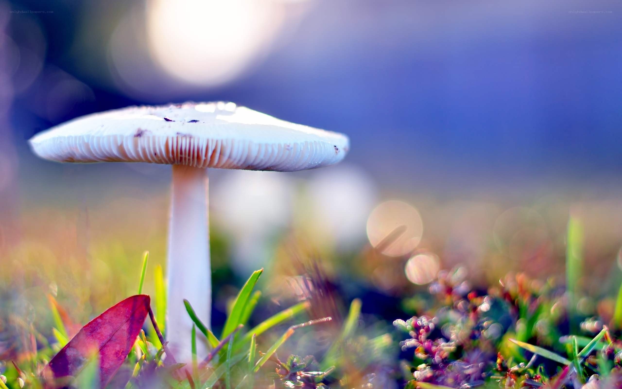 White mushroom in grass