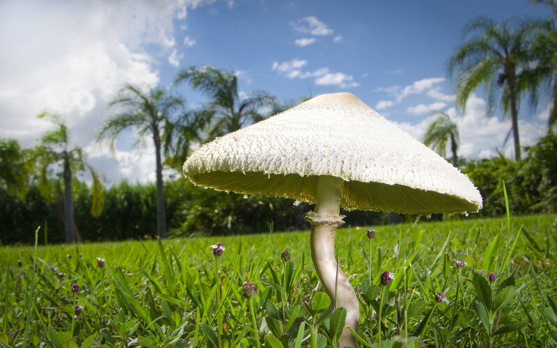 White mushroom in grassy field