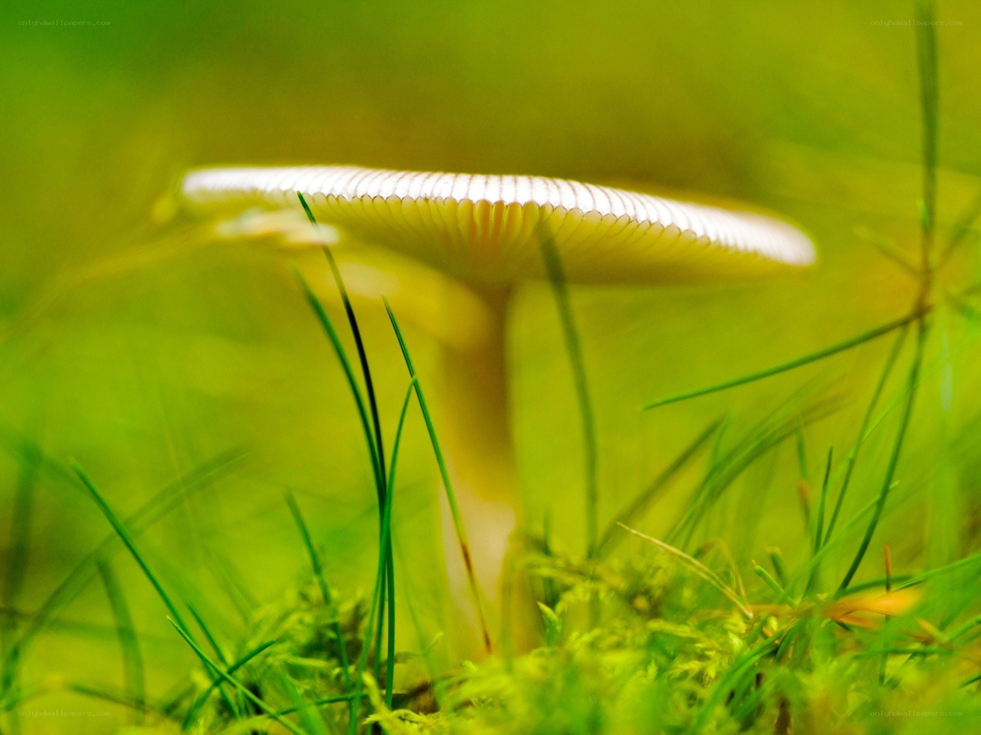 White mushroom in green grass