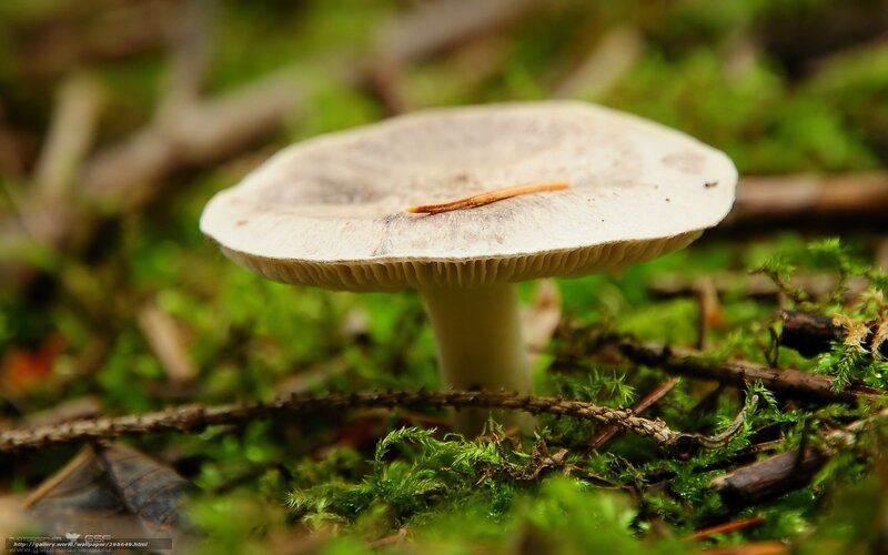 White Mushroom in Moss