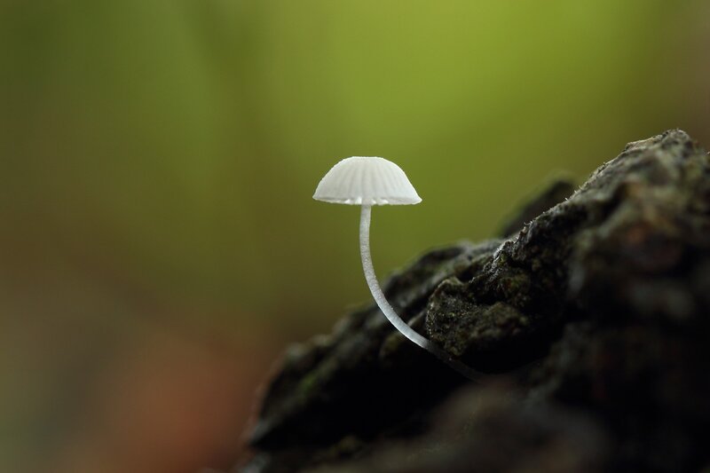White Mushroom on Log