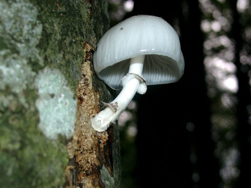 White mushroom on tree trunk