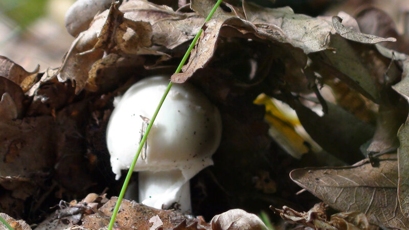White Mushroom under Leaves