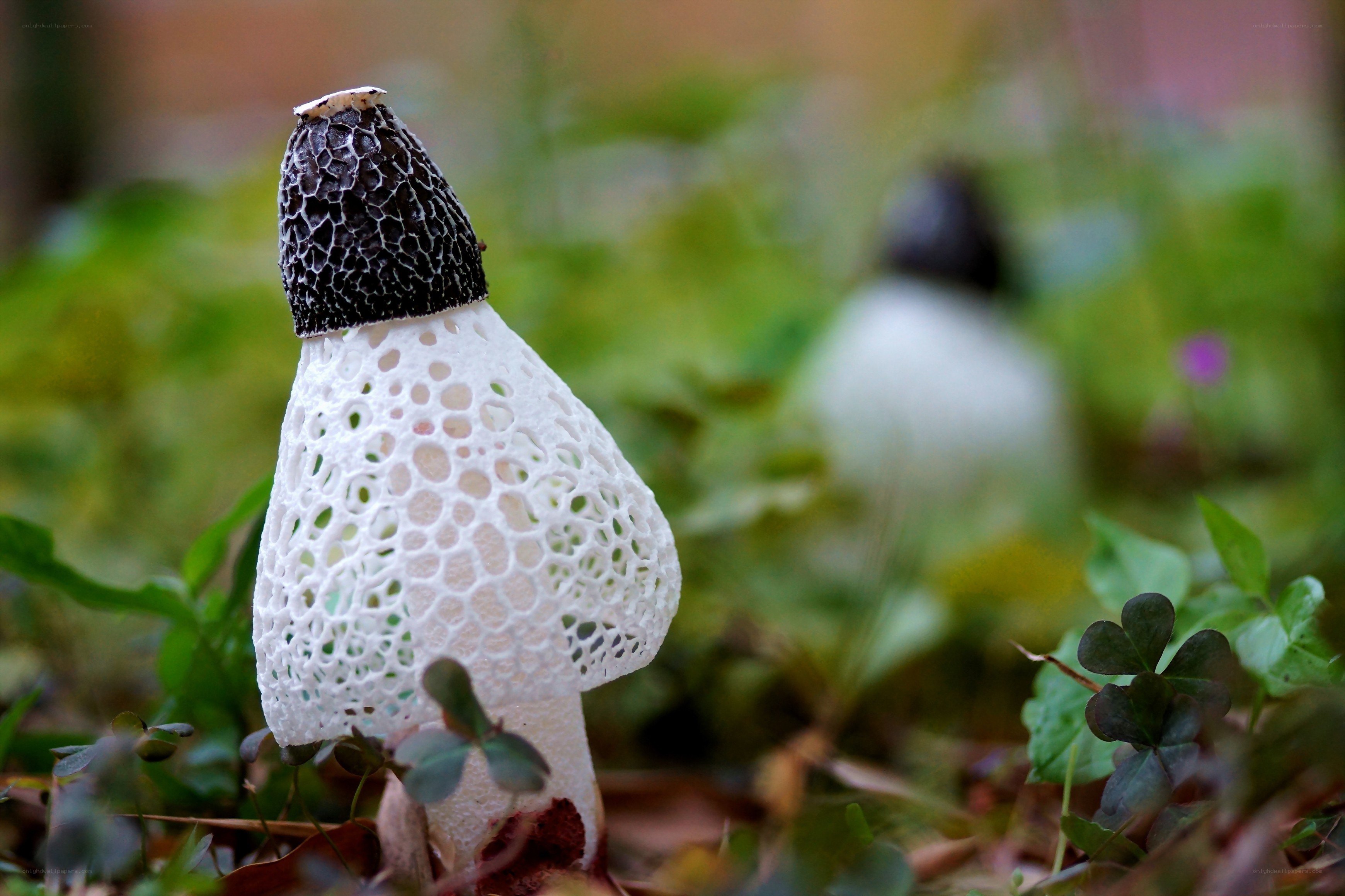 White mushroom with black cap