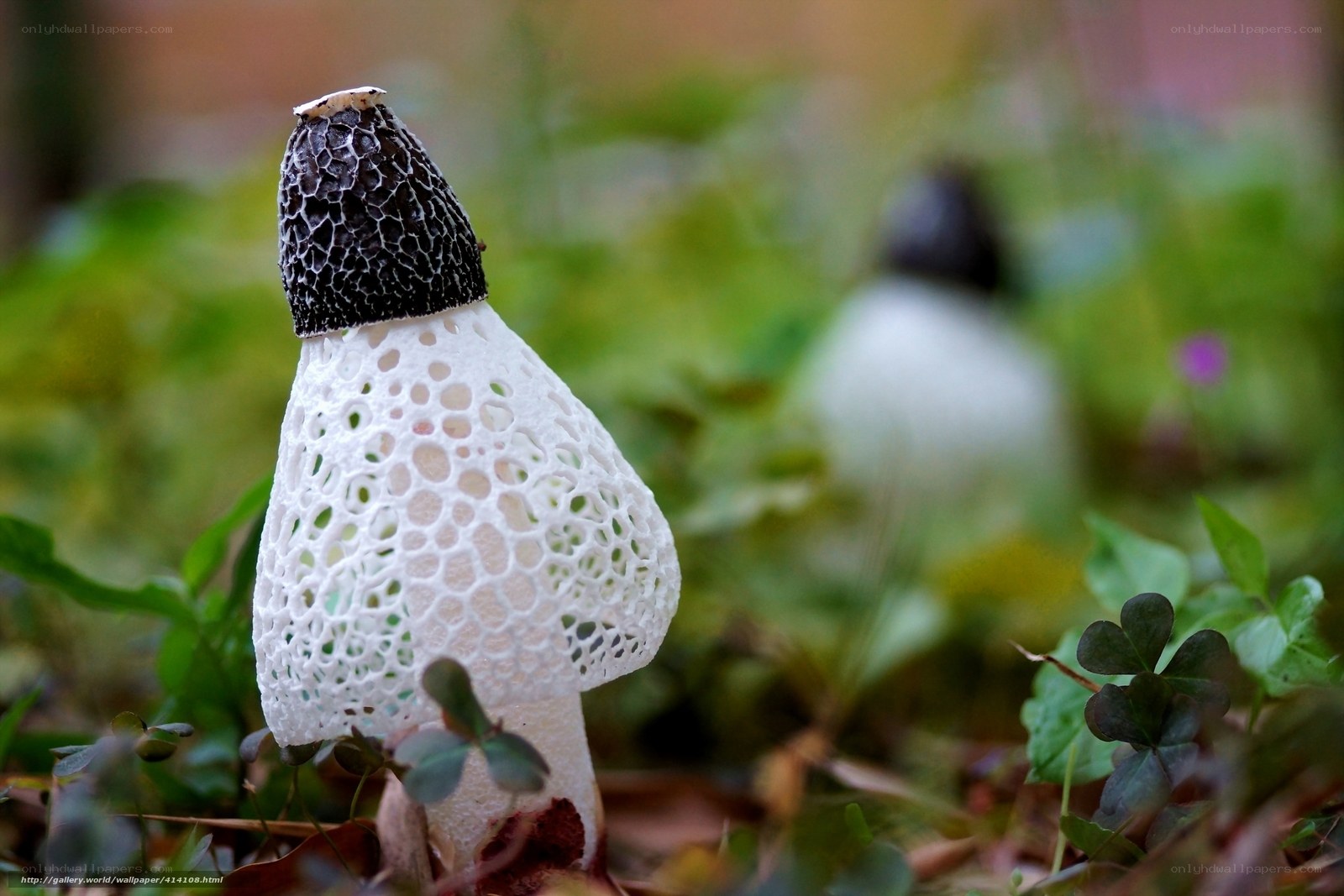 White mushroom with black cap