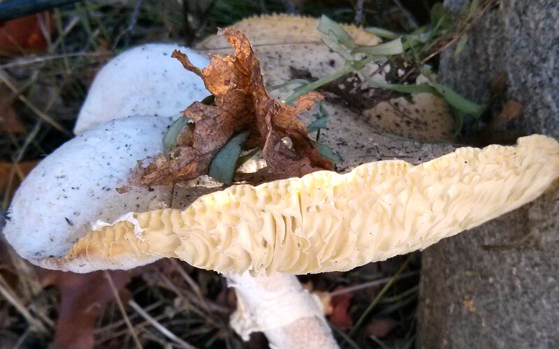 White Mushroom with Gills