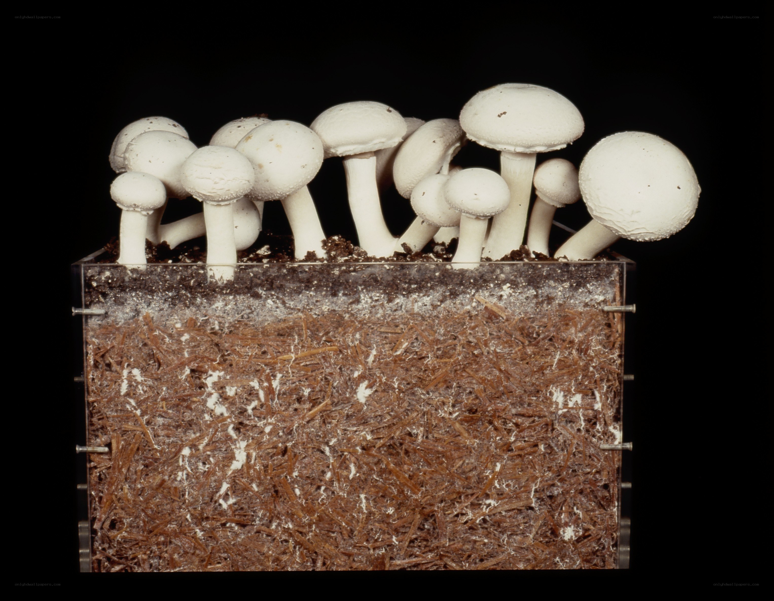 White mushrooms growing in substrate