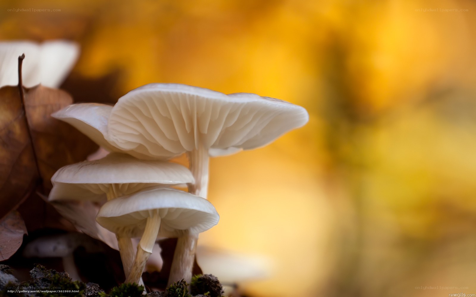 White mushrooms in autumn