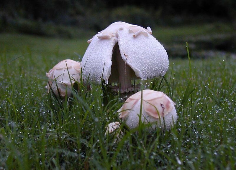 White mushrooms in dewy grass