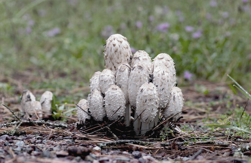 White mushrooms in forest