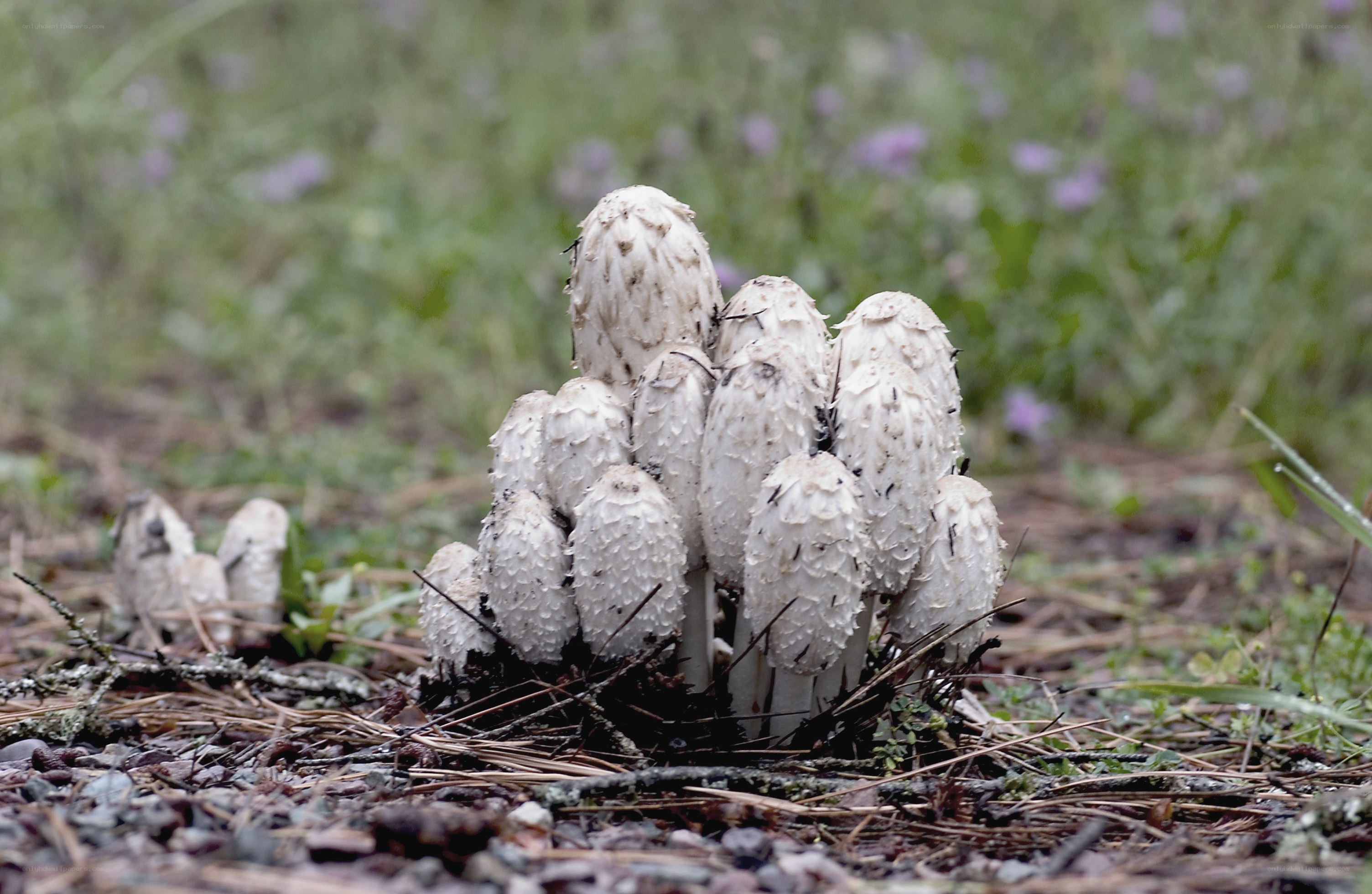 White mushrooms in forest