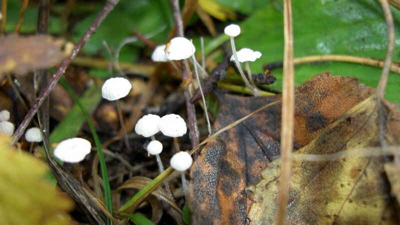 White mushrooms in forest floor
