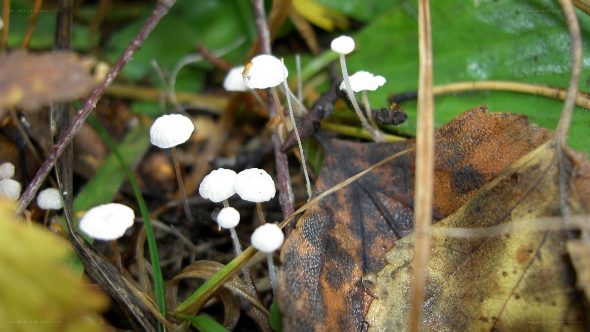 White mushrooms in forest floor