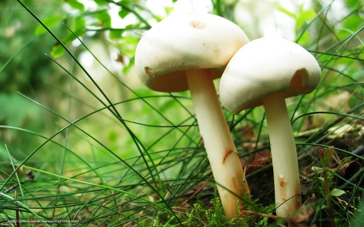 White mushrooms in forest grass