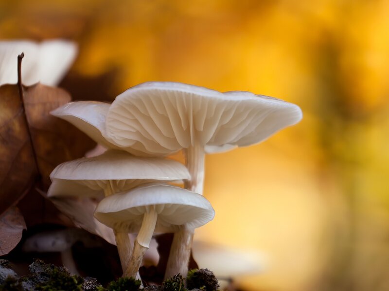 White Mushrooms in Forest — Serene