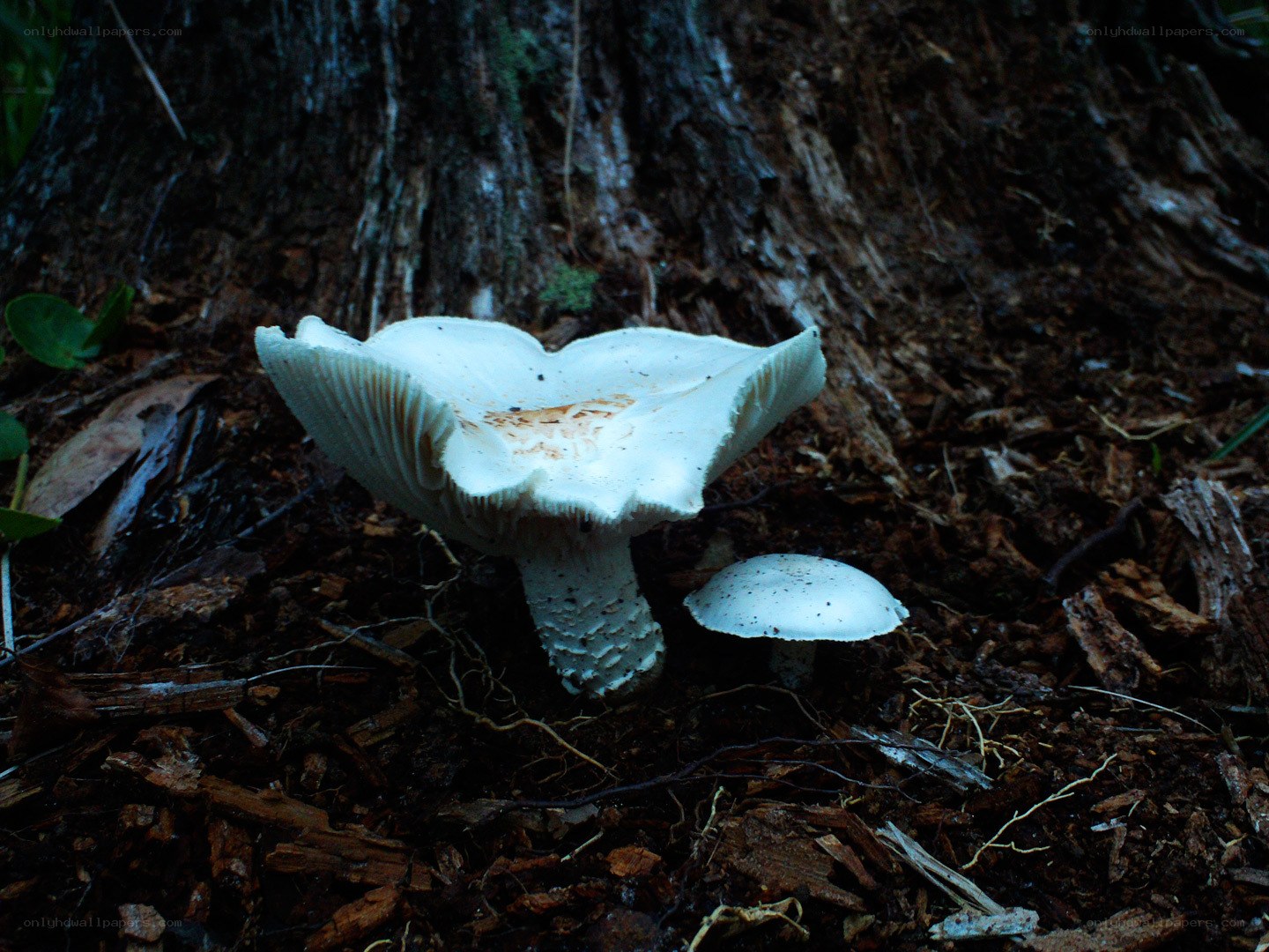 White mushrooms in forest
