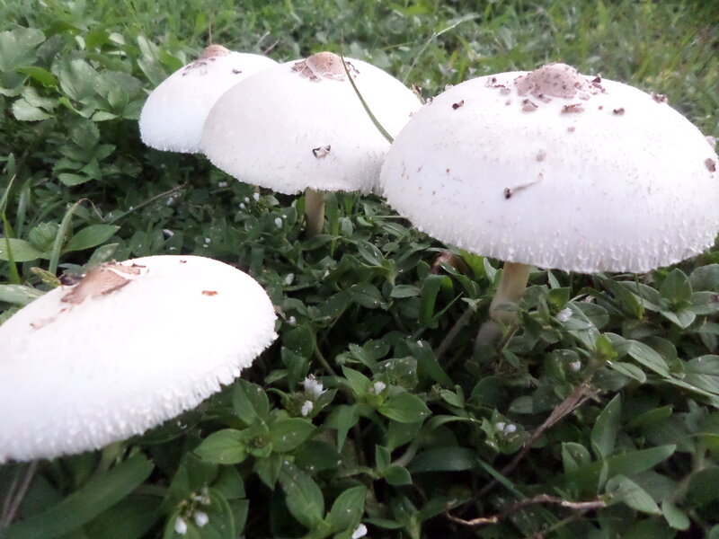 White Mushrooms in Grass — Green, Natural