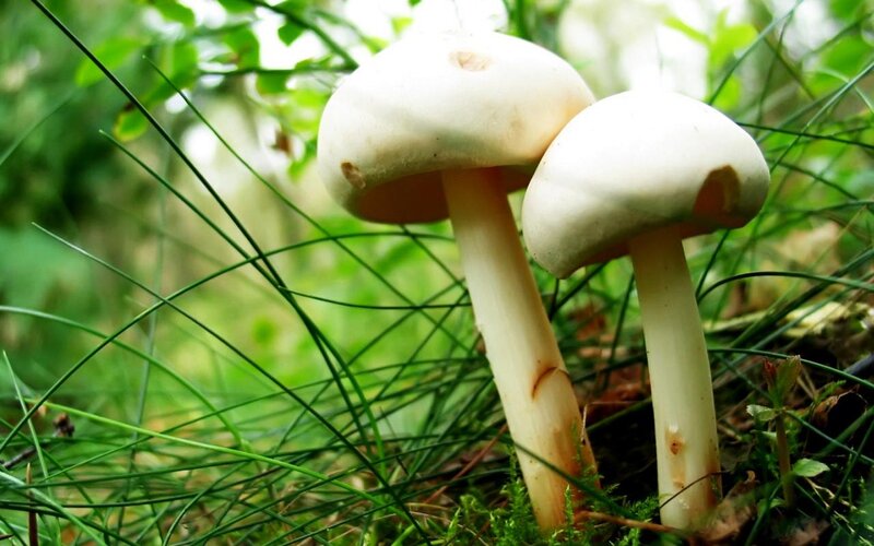 White Mushrooms in Grass — Green