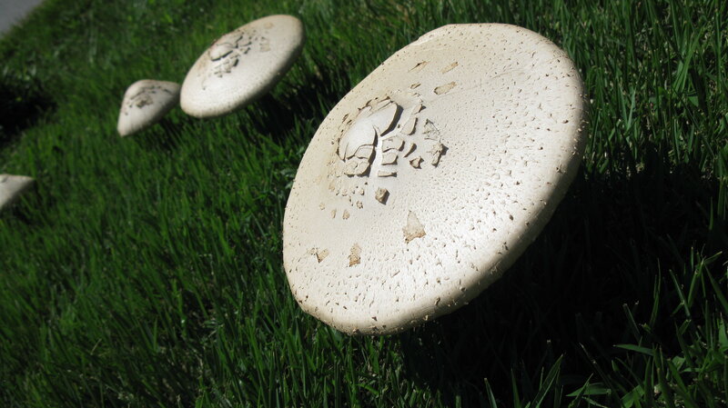 White Mushrooms in Grass