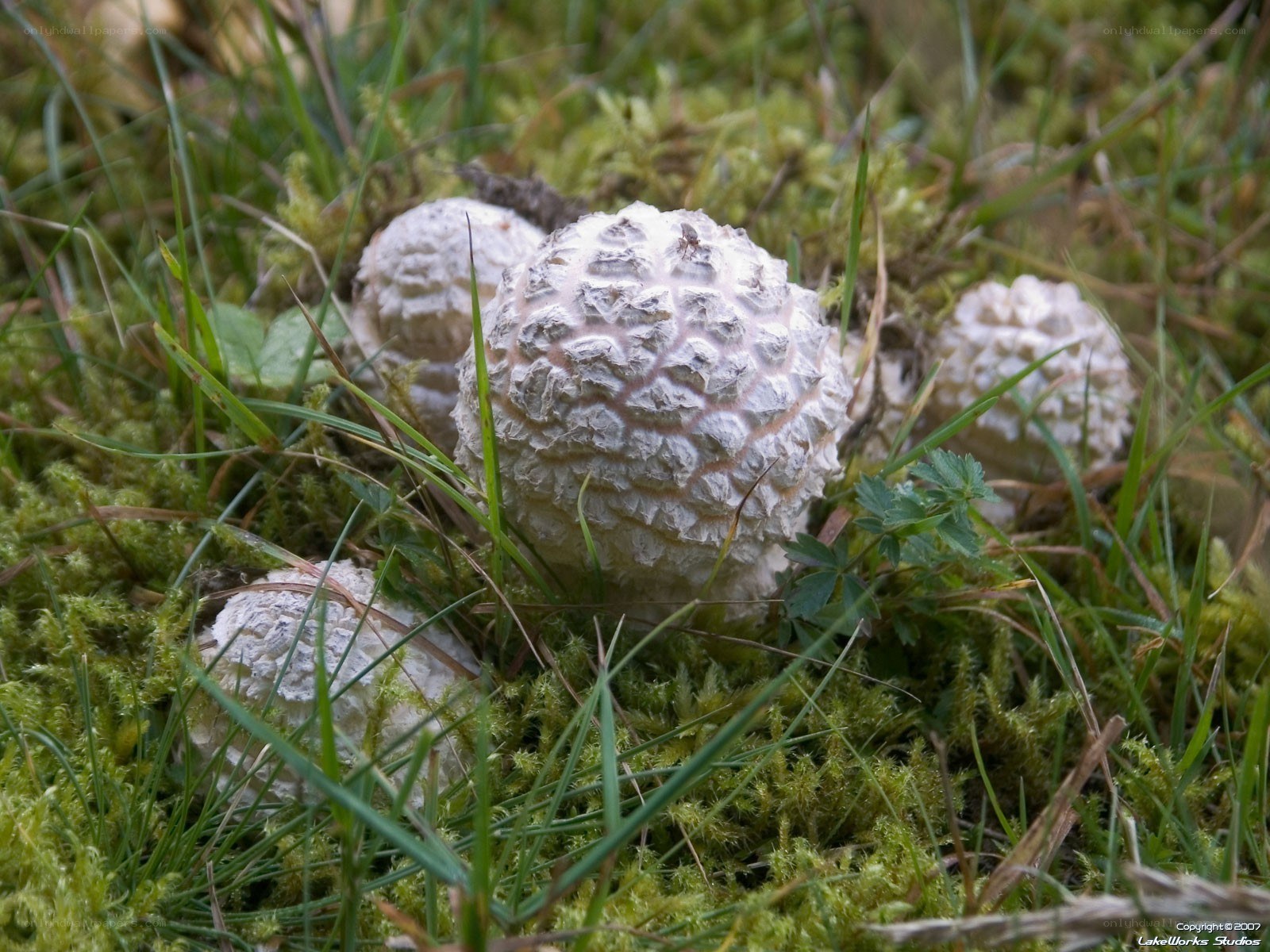 White mushrooms in moss