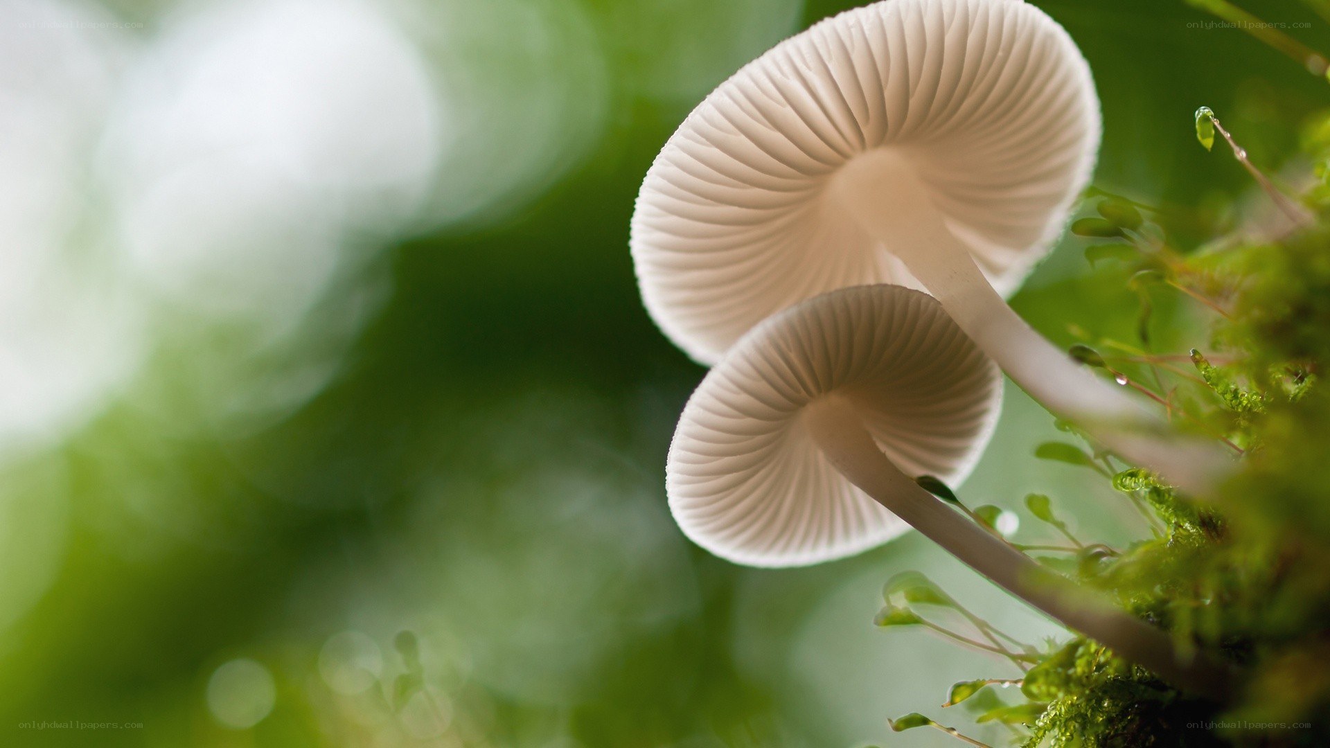White mushrooms in moss