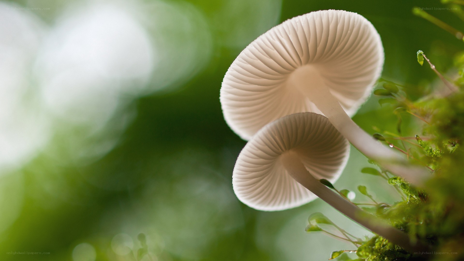 White mushrooms in moss