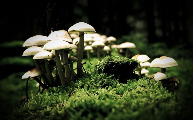 White Mushrooms in Moss — Green, Dark