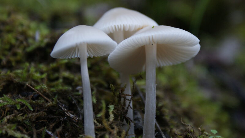 White Mushrooms in Moss — Natural
