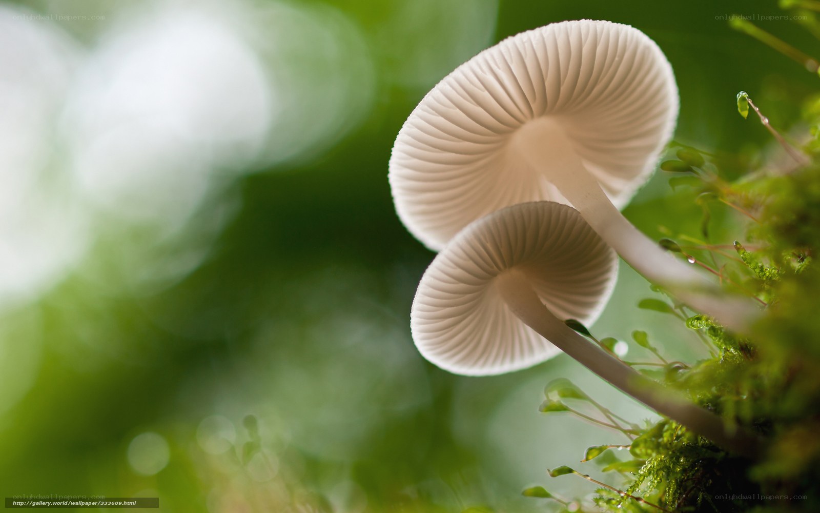 White mushrooms in moss
