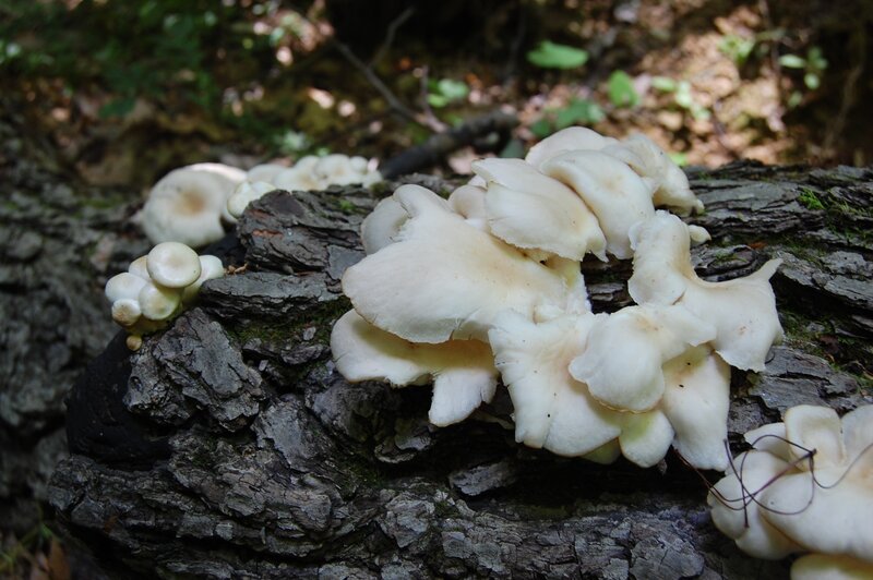 White mushrooms on a log